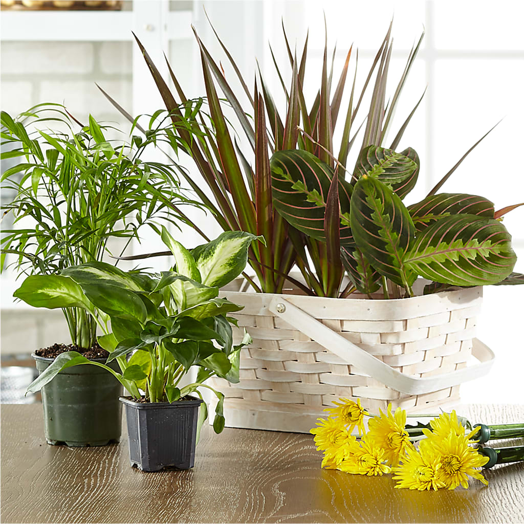 Florist Designed Blooming and Green Plants in a Basket – Castalia Flower Shoppe, Castalia OH