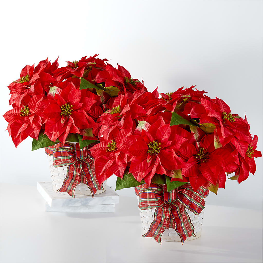 Happiest Holidays Poinsettia Bundle – Castalia Flower Shoppe, Castalia OH