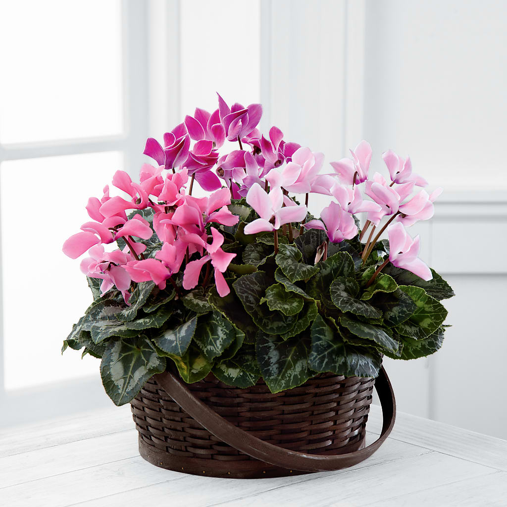 Mixed Cyclamen Planter – Castalia Flower Shoppe, Castalia OH