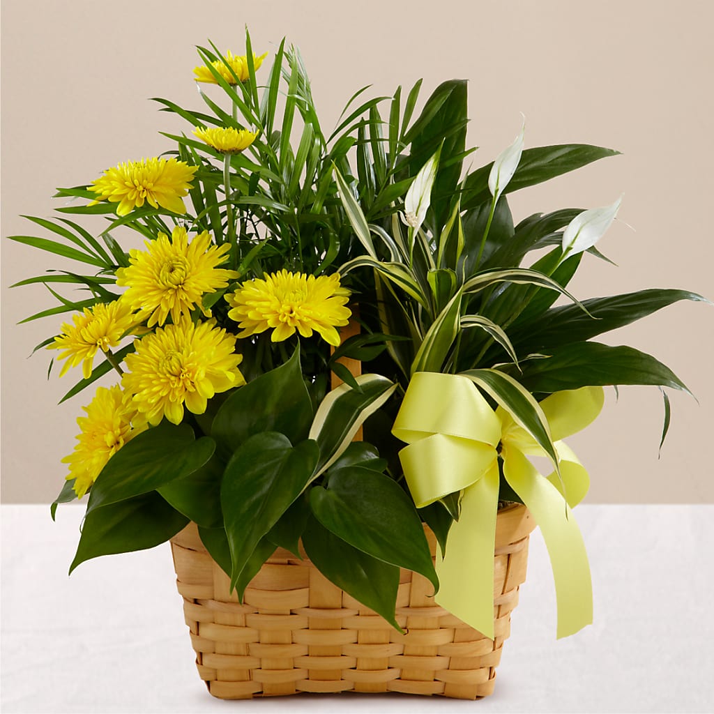 Loving Light Dishgarden – Castalia Flower Shoppe, Castalia OH
