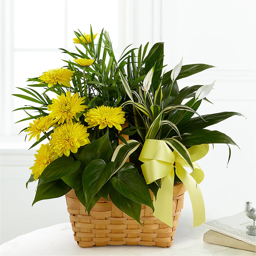 Loving Light Dishgarden – Castalia Flower Shoppe, Castalia OH