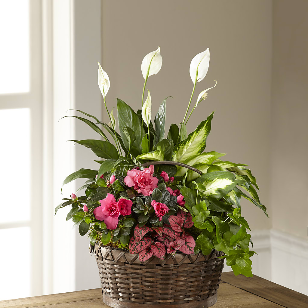 Dream in Pink Dishgarden – Castalia Flower Shoppe, Castalia OH