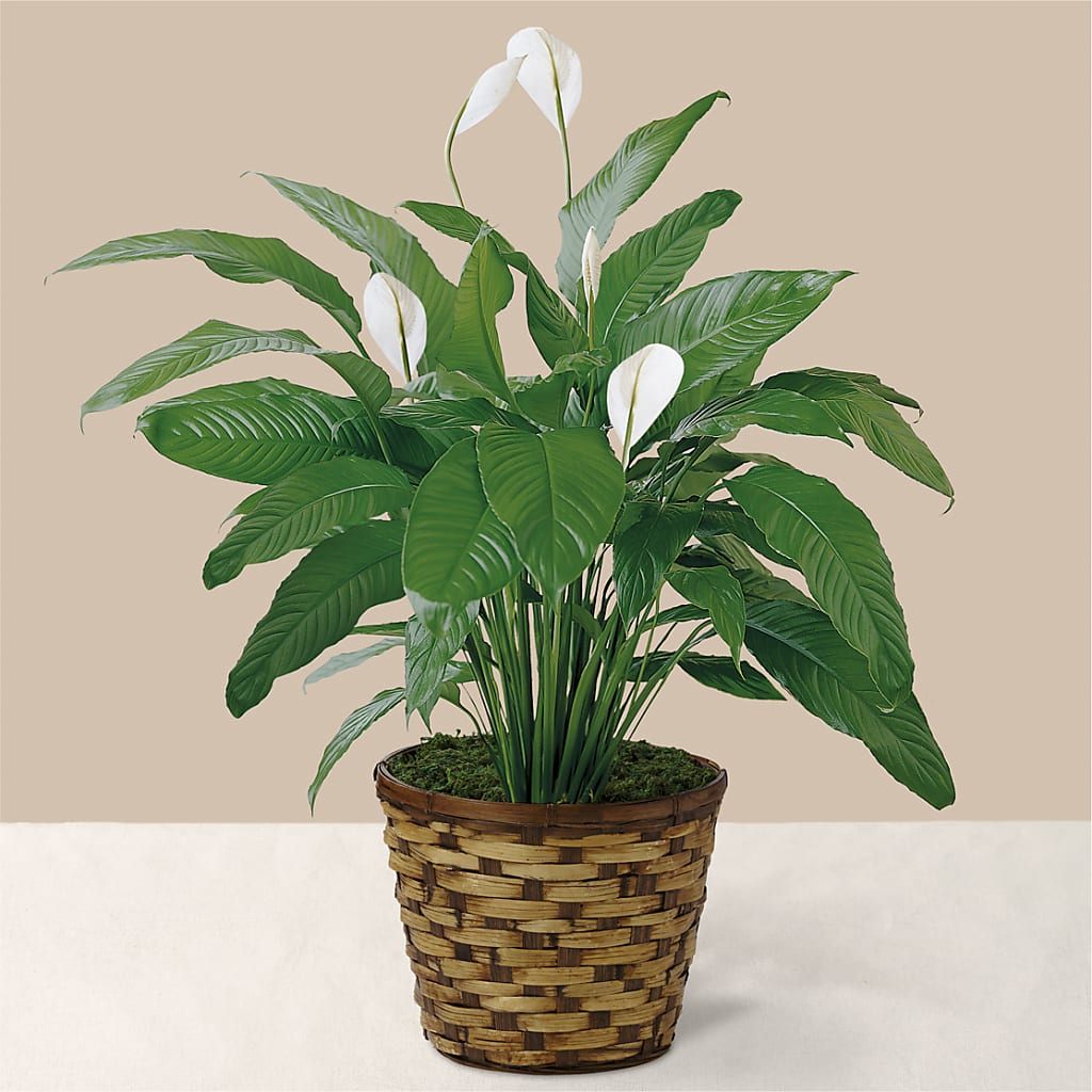 Tranquil Moments Peace Lily Plant – Castalia Flower Shoppe, Castalia OH