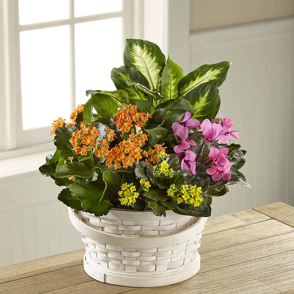 Color Crush Dishgarden – Castalia Flower Shoppe, Castalia OH