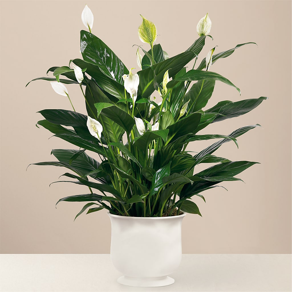 Comfort Planter – Castalia Flower Shoppe, Castalia OH