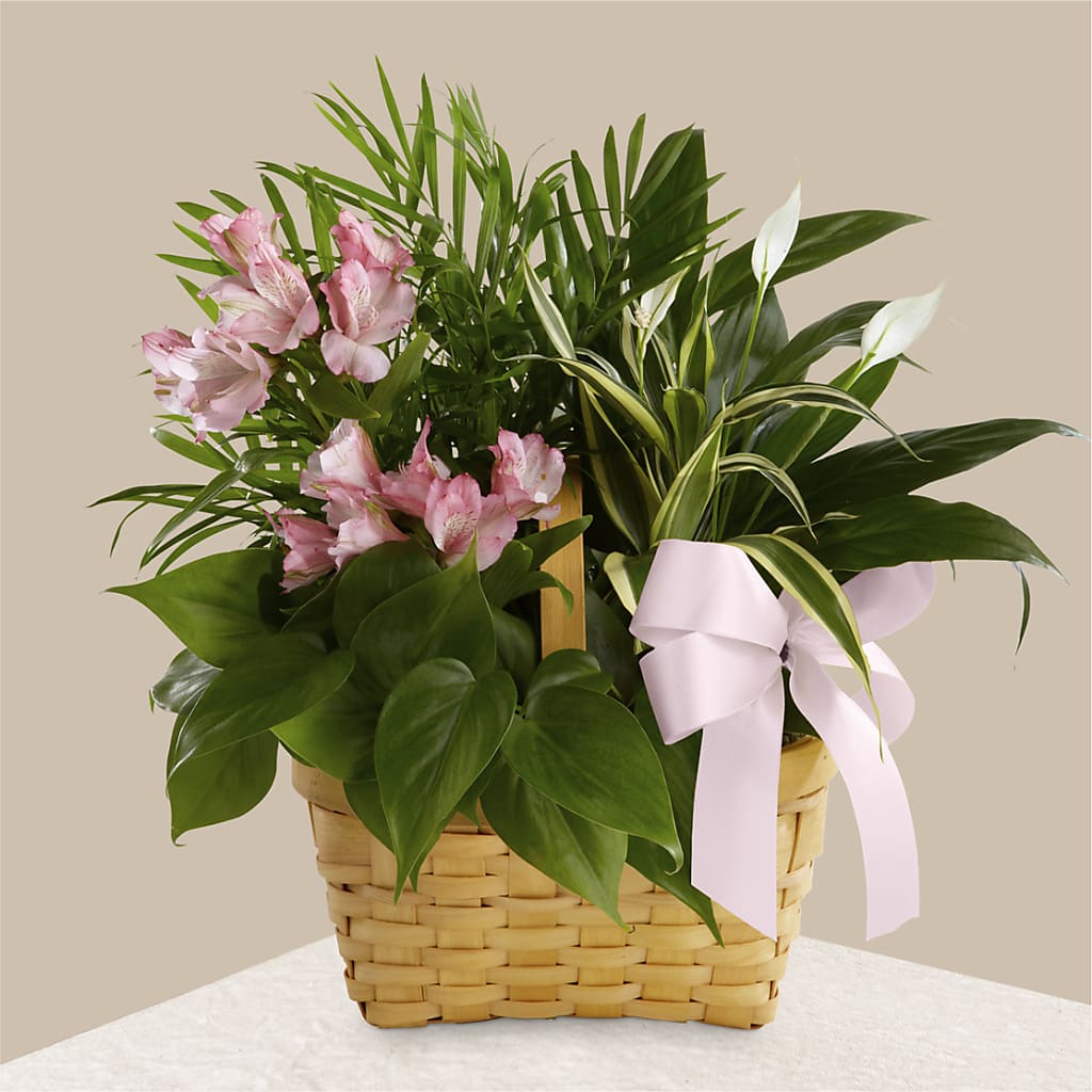 Living Spirit Dishgarden – Castalia Flower Shoppe, Castalia OH