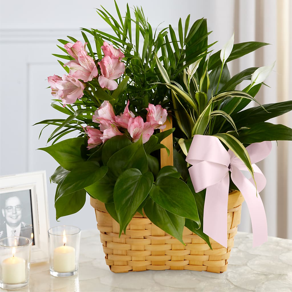 Living Spirit Dishgarden – Castalia Flower Shoppe, Castalia OH
