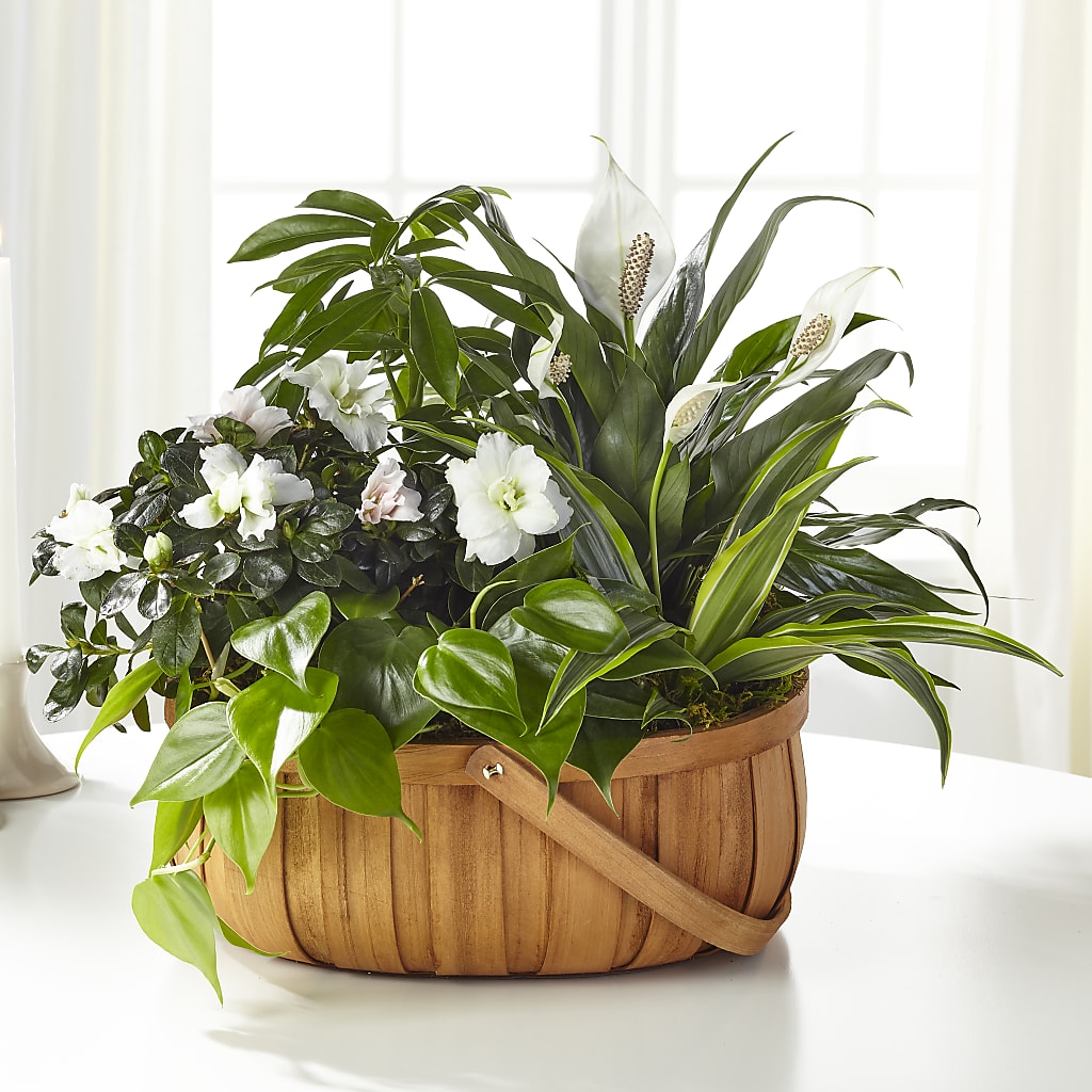 Serene Dishgarden – Castalia Flower Shoppe, Castalia OH