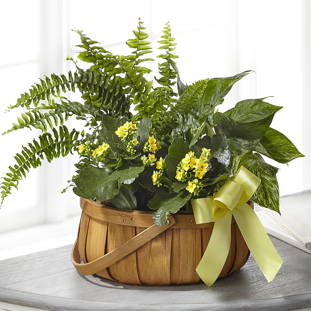 Always Dear Dishgarden – Castalia Flower Shoppe, Castalia OH