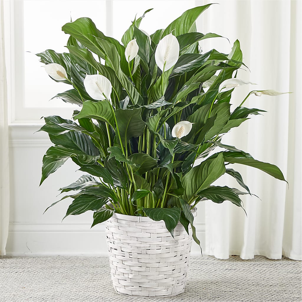 A New Leaf Peace Lily – Castalia Flower Shoppe, Castalia OH