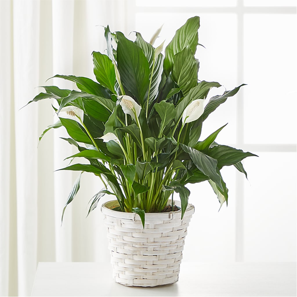 A New Leaf Peace Lily – Castalia Flower Shoppe, Castalia OH