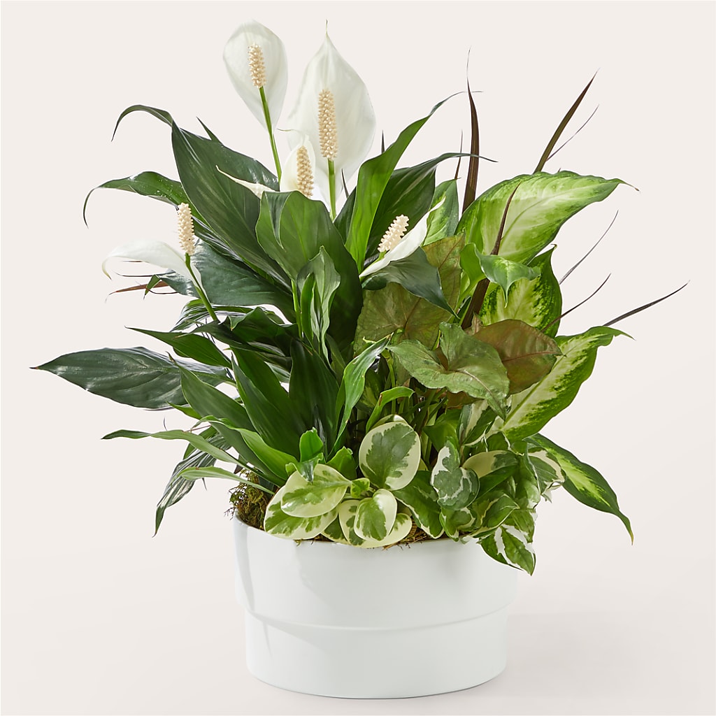 Radiating Positivity Dishgarden – Castalia Flower Shoppe, Castalia OH
