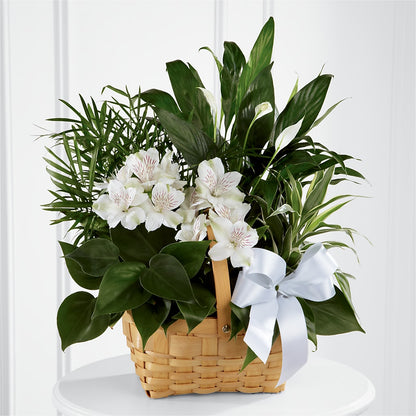 Peace & Serenity Dishgarden –  Castalia Flower Shoppe, Castalia OH