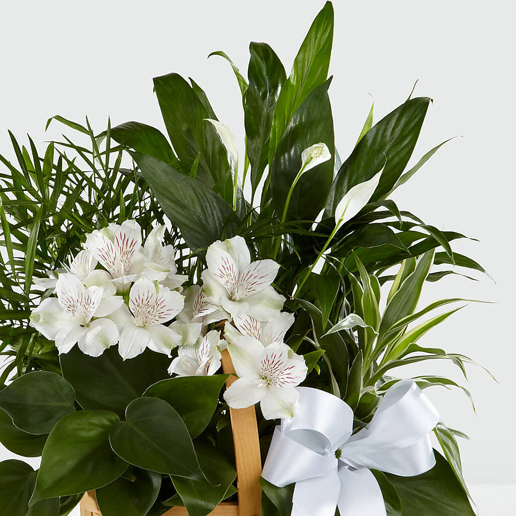 Peace & Serenity Dishgarden –  Castalia Flower Shoppe, Castalia OH