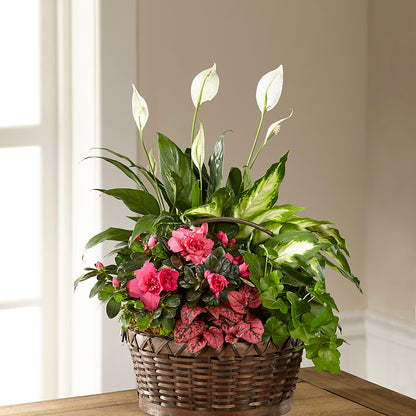 Dream in Pink Dishgarden –  Castalia Flower Shoppe, Castalia OH