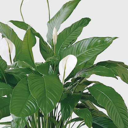 Tranquil Moments Peace Lily Plant –  Castalia Flower Shoppe, Castalia OH