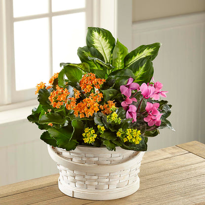 Color Crush Dishgarden –  Castalia Flower Shoppe, Castalia OH