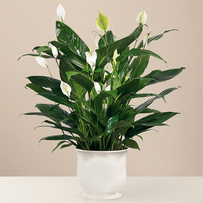 Comfort Planter –  Castalia Flower Shoppe, Castalia OH