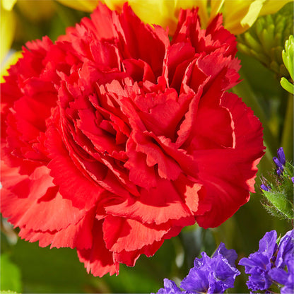 Brighter Days Bouquet –  Castalia Flower Shoppe, Castalia OH