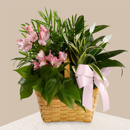 Living Spirit Dishgarden –  Castalia Flower Shoppe, Castalia OH