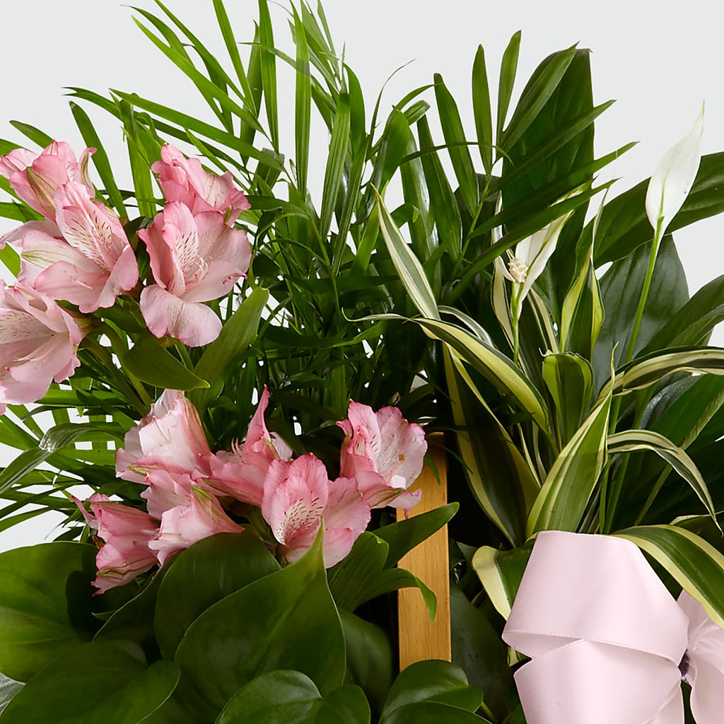 Living Spirit Dishgarden –  Castalia Flower Shoppe, Castalia OH