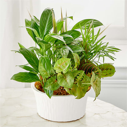Balance & Harmony Dishgarden –  Castalia Flower Shoppe, Castalia OH